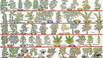 藏藥材資源分布、發(fā)展史