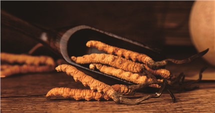 什么是斷草？斷草和冬蟲(chóng)夏草的區(qū)別和購(gòu)買(mǎi)常識(shí)